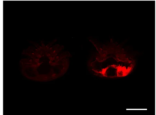 Open access visualization of Microscopy, V. destructor foundresses, Lipophilic Nile Red, Fluorescence, Fat Body