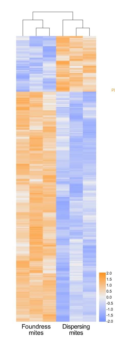 Open access visualization of Heatmap, Clustered, Varroa destructor, Proteome, Differential Expression