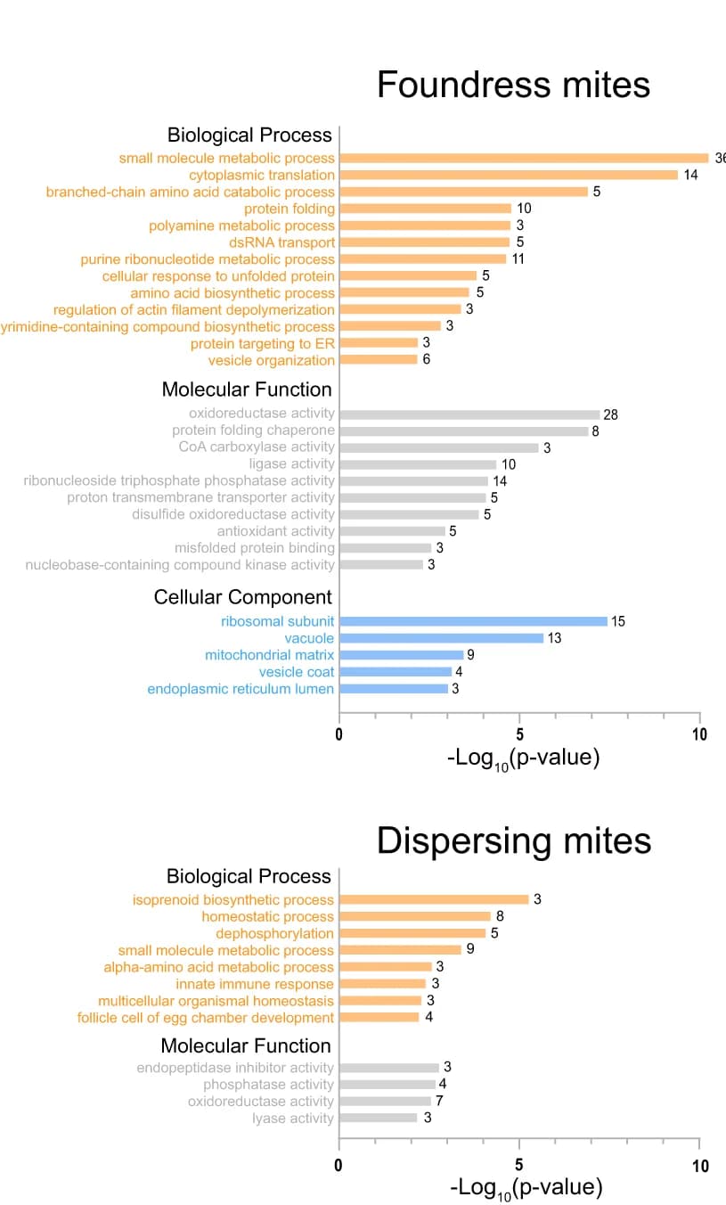 Open access visualization of Bar Plot, GO Analysis, Varroa destructor, Upregulated Proteins, Foundresses