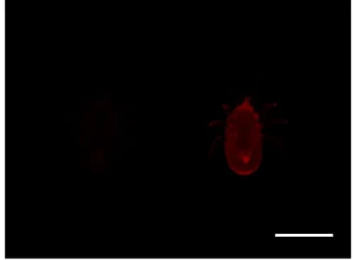 Open access visualization of Microscopy, Protonymphs, T. mercedesae Mites, Ventral Views