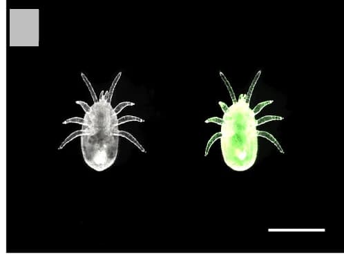 Open access visualization of Microscopy, Photo, Protonymphs, T. mercedesae Mites, Ventral Views