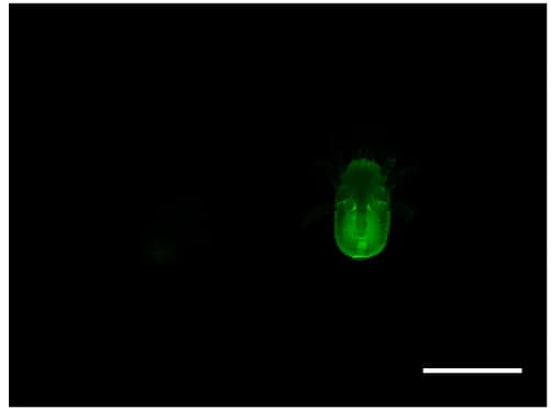 Open access visualization of Microscopy, Deutonymphs, T. mercedesae Mites, Ventral Views