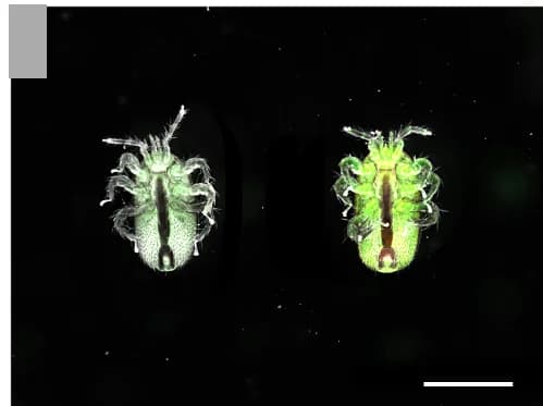 Open access visualization of Microscopy, Photo, Foundresses, T. mercedesae Mites, Ventral Views