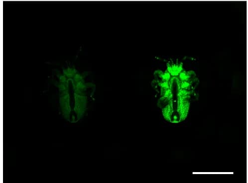 Open access visualization of Microscopy, Foundresses, T. mercedesae Mites, Ventral Views