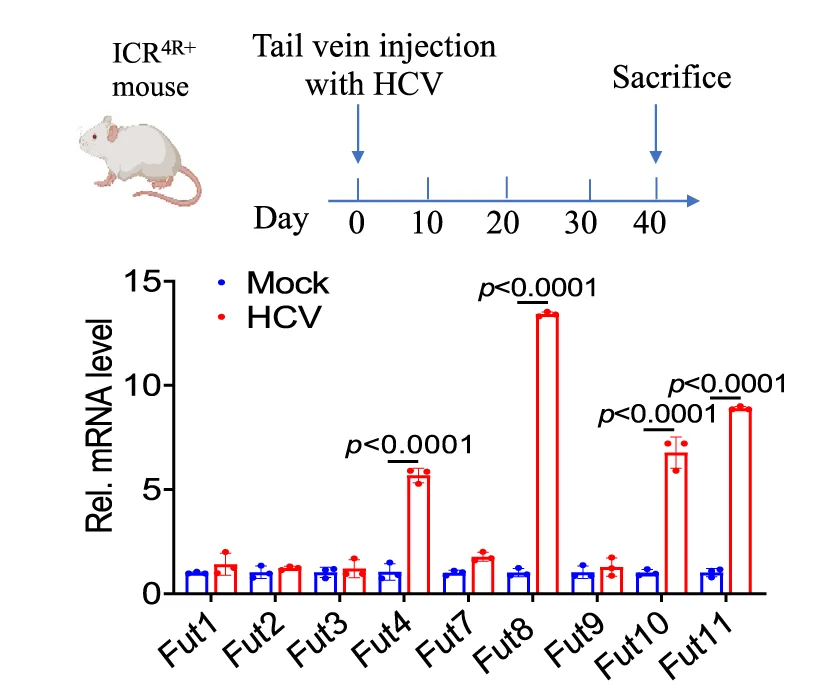 Open access visualization of Bar Plot, Error Bars, Fut Family mRNA Expression, Hepatocytes, ICR 4R+ Mice