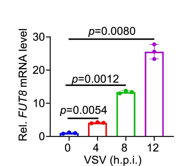 Open access visualization of Bar Plot, Error Bars, FUT8 mRNA Expression, HEK293T, VSV