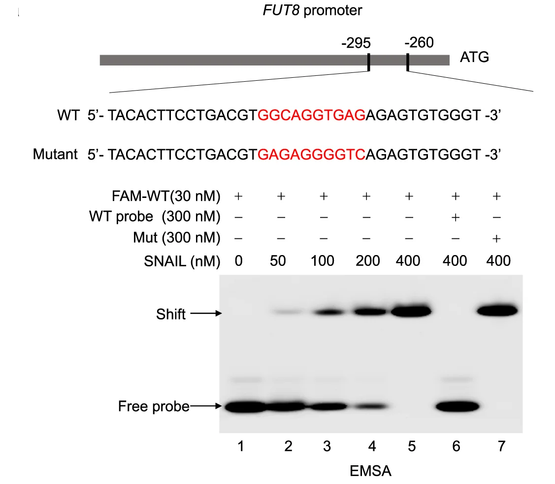 Open access visualization of Gel, EMSA, SNAIL, FUT8, His-SNAIL protein