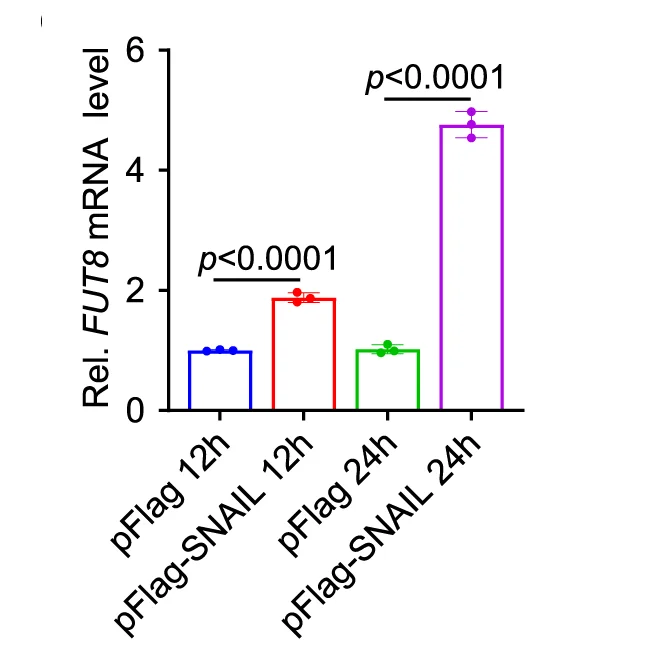 Open access visualization of Bar Plot, Error Bars, RT-qPCR, FUT8 mRNA, Huh7 Cells