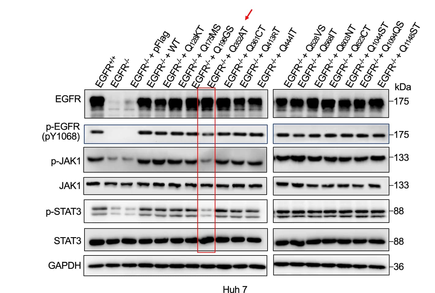 Open access visualization of Gel, Immunoblot Analysis, Phosphorylation, Total EGFR, JAK1