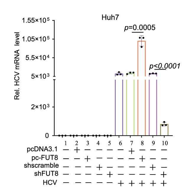 Open access visualization of Bar Plot, Error Bars, RT-qPCR, HCV mRNA, Huh7 Cells
