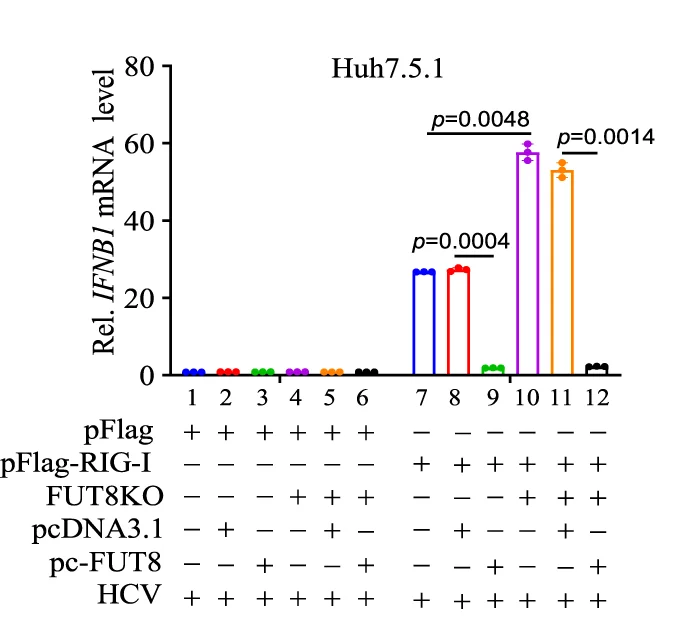 Open access visualization of Bar Plot, Error Bars, RT-qPCR, IFNB1 mRNA, Huh7.5.1 Cells