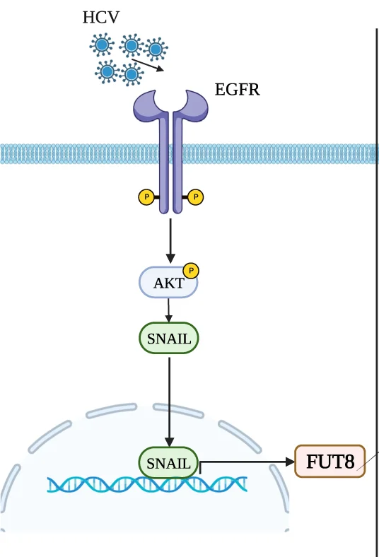 Open access visualization of Workflow, Pathway, HCV Infection, FUT8 Protein, EGFR-AKT-SNAIL Axis
