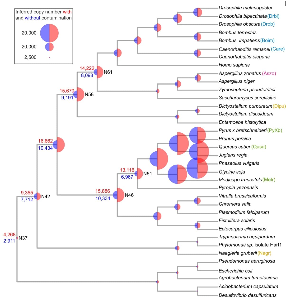 Open access visualization of Network, Bubble Plot, Copy Number Estimates, Species Tree, Contaminated Data
