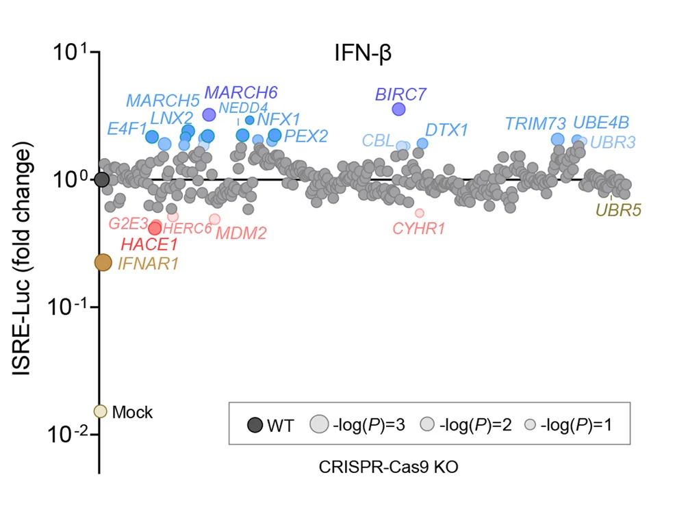 Open access visualization of Scatter Plot, Bubble Plot, E3 Knockout Cells, Recombinant Human IFN-beta, JAK-STAT1/2 Signaling