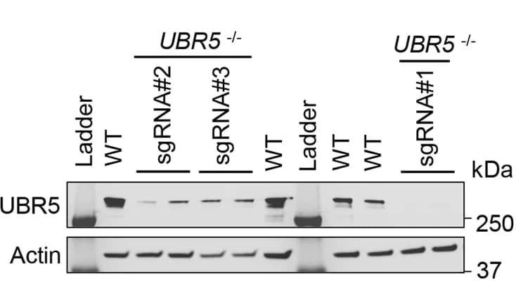 Open access visualization of Gel, Immunoblots, UBR5 Protein, Wild Type, CRISPR