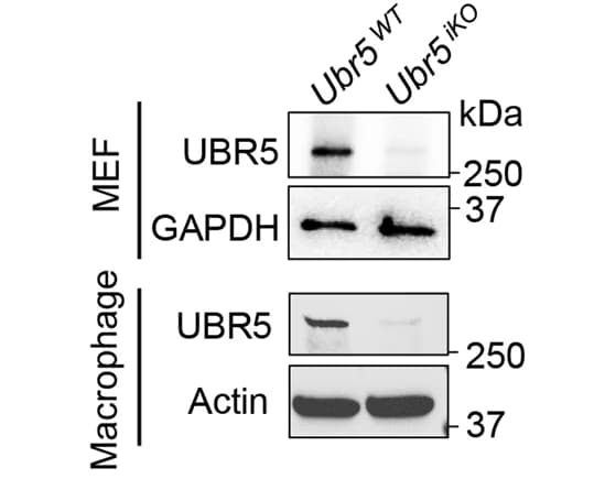 Open access visualization of Gel, Immunoblots, UBR5 Protein, Mouse Primary Embryonic Fibroblasts, Bone Marrow-Derived Macrophages