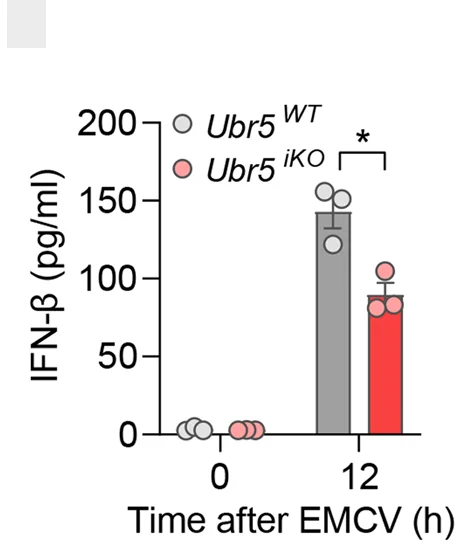 Open access visualization of Bar Plot, Error Bars, ELISA, IFN-beta, MEFs