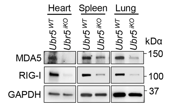 Open access visualization of Gel, Immunoblots, Proteins, Tissues, Littermates