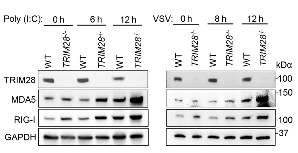 Open access visualization of Gel, Immunoblots, Proteins, 2fTGH Cells, Poly (I:C)
