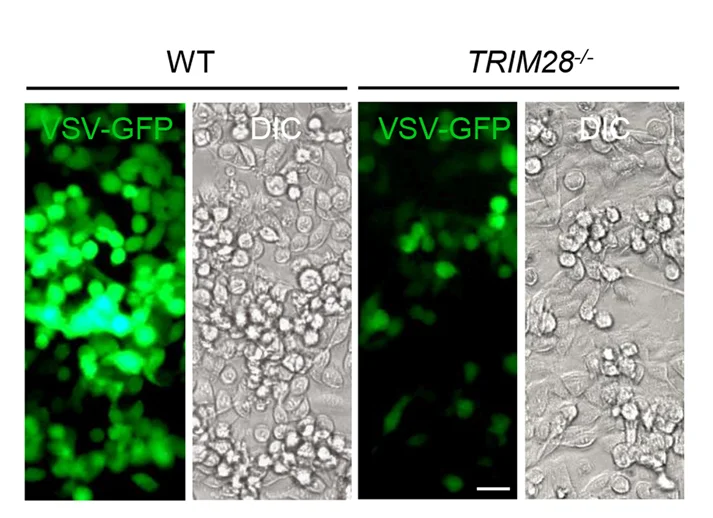 Open access visualization of Microscopy, Fluorescent Images, VSV-GFP, 2fTGH Cells