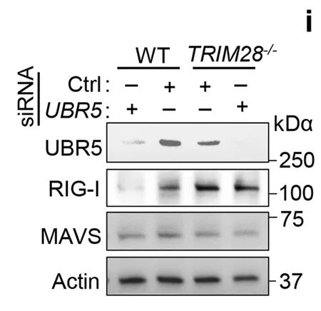 Open access visualization of Gel, Immunoblots, Proteins, HEK293T Cells, siRNA
