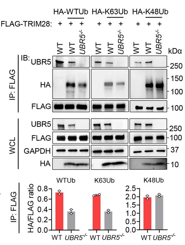 Open access visualization of Bar Plot, Gel, Error Bars, HEK293T Cells, FLAG-TRIM28
