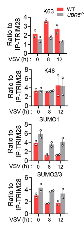Open access visualization of Bar Plot, Error Bars, Clustered, Bar Chart, Protein Band Density