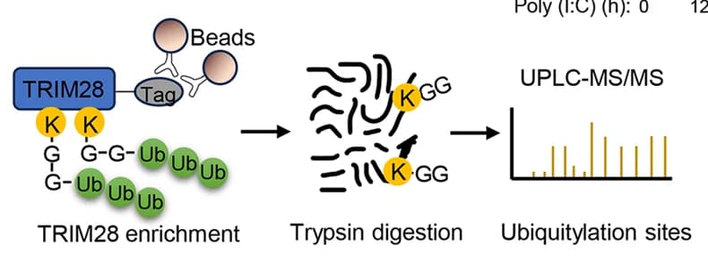 Open access visualization of Workflow, Illustration, Bar Plot, Ubiquitination, TRIM28
