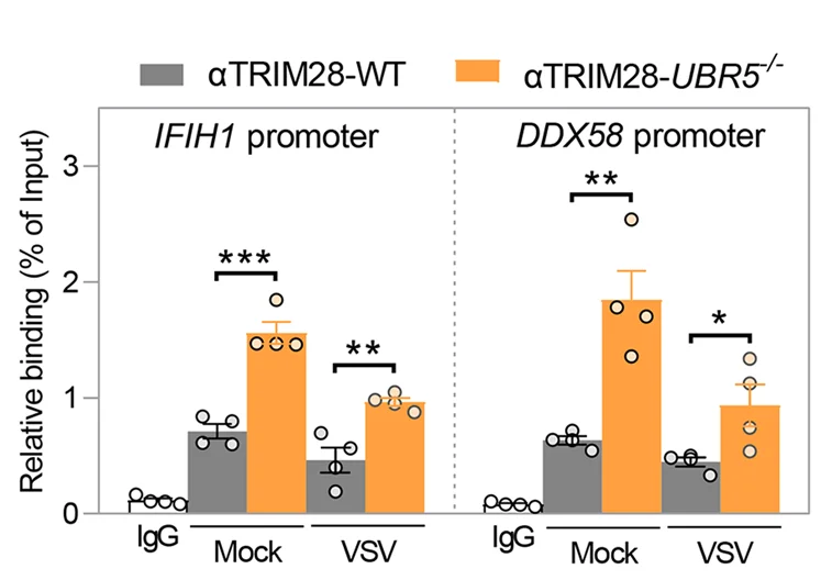 Open access visualization of Bar Plot, Error Bars, HEK293T Cells, VSV Infection, Chromatin Immunoprecipitation