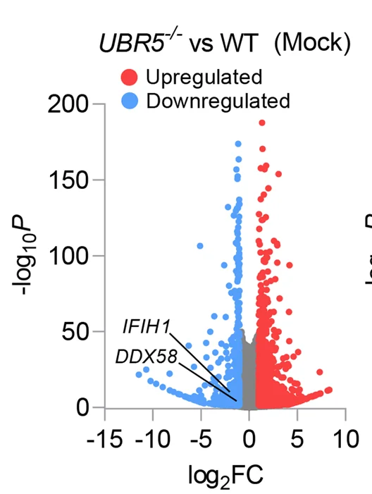Open access visualization of Scatter Plot, Volcano Plots, Differentially Expressed Genes, UBR5, Wild-Type Cells