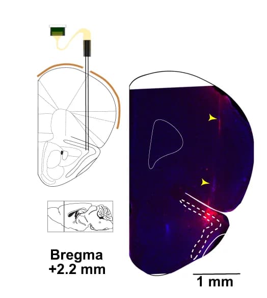 Open access visualization of Illustration, Silicon Probe, Anterior Piriform Cortex, Coronal Section, Electrolytic Lesion