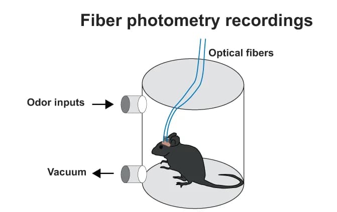 Open access visualization of Illustration, Workflow, Odor Presentation, Fiber Photometry, Mice