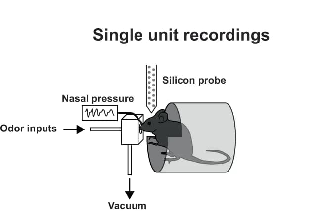 Open access visualization of Workflow, Illustration, Odor Presentation, In Vivo Recording, Single Unit Recording