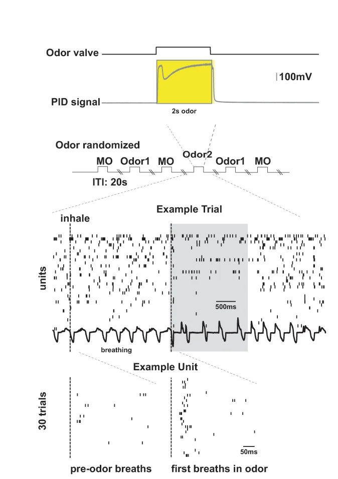 Open access visualization of Line Plot, Line Step, Experimental Design, Raster Plots, E Cells