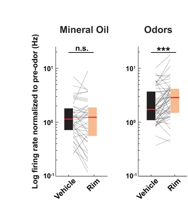 Open access visualization of Bar Plot, Scatter Plot, Firing Rate, E Cells, Vehicle