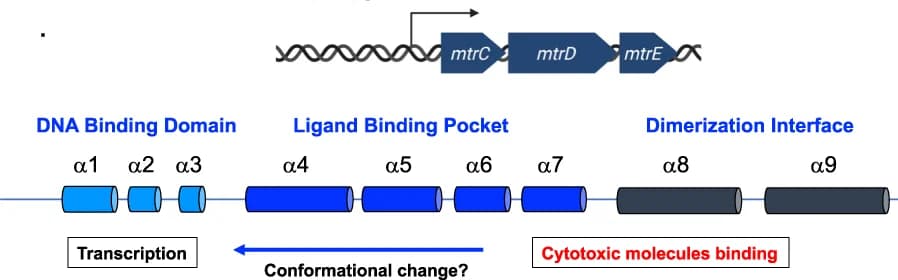 Open access visualization of Workflow, Illustration, MtrR, Helical Structure, Biochemical Functions