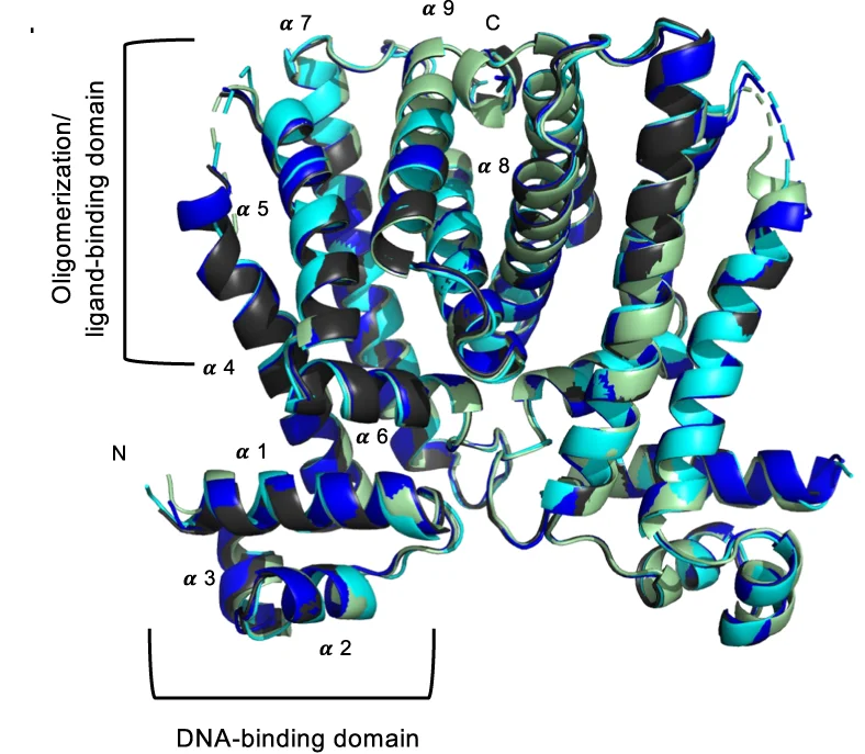 Open access visualization of Protein Structure, MtrR Structures, Progesterone, Beta-Estradiol, Testosterone