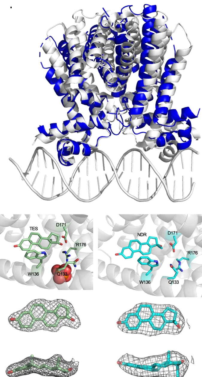 Open access visualization of Protein Structure, Chemical Structure, MtrR, Beta-Estradiol, Conformation