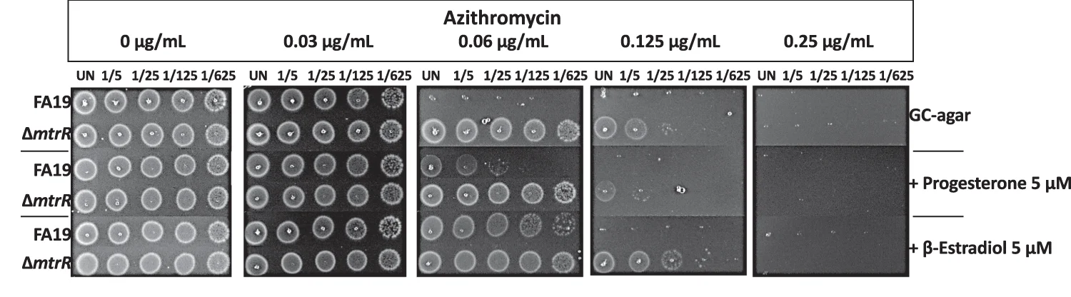 Open access visualization of Gel, Bacterial Cultures, Serial Dilutions, Wild Type, Mutant Strain