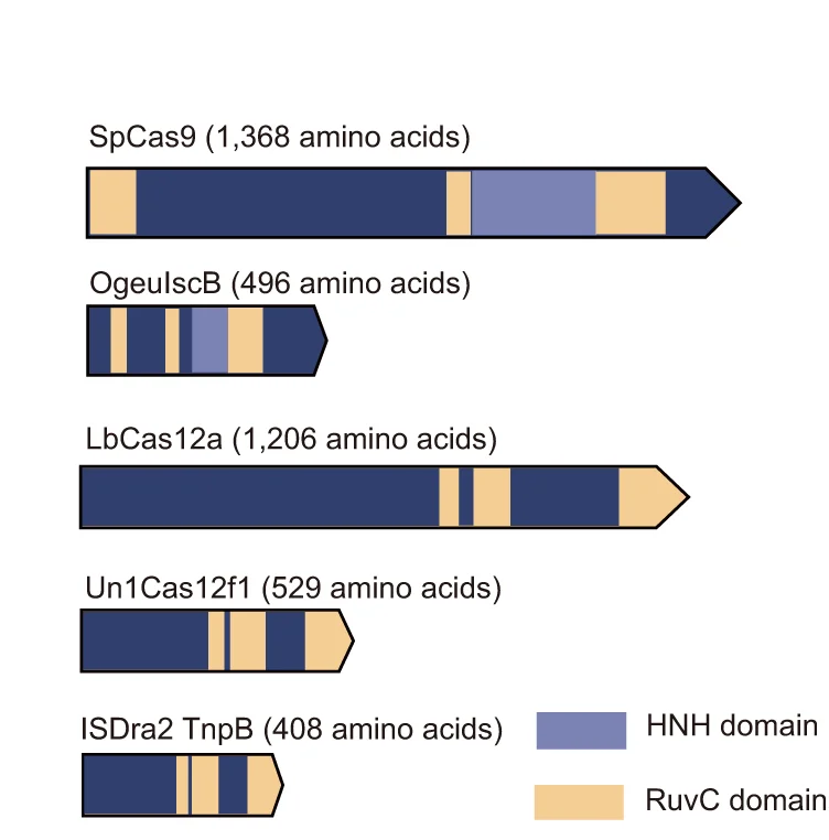 Open access visualization of Illustration, SpCas9, IscB, LbCas12a, Un1Cas12f1