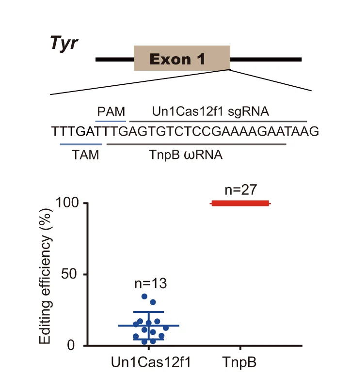Open access visualization of Scatter Plot, Bar Plot, Error Bars, TnpB, Cas12f1