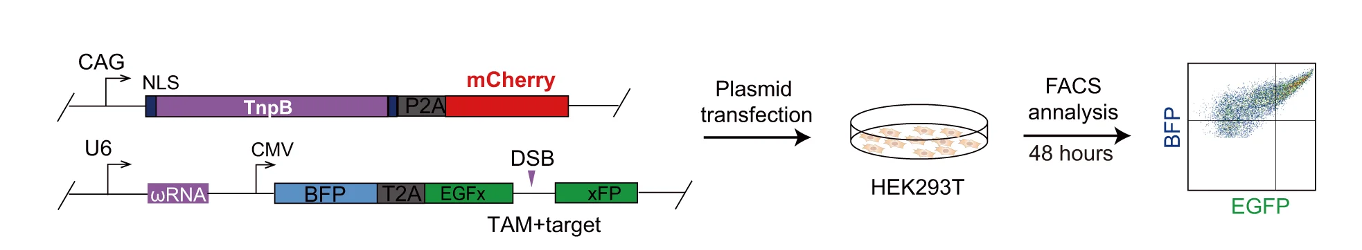 Open access visualization of Workflow, Scatter Plot, Reporter Assay, Cleavage Activity, TnpB-RNA