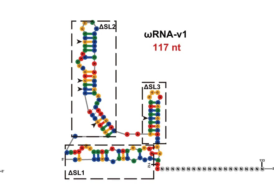 Open access visualization of Chemical Structure, Secondary Structure, RNA Variant, Truncation
