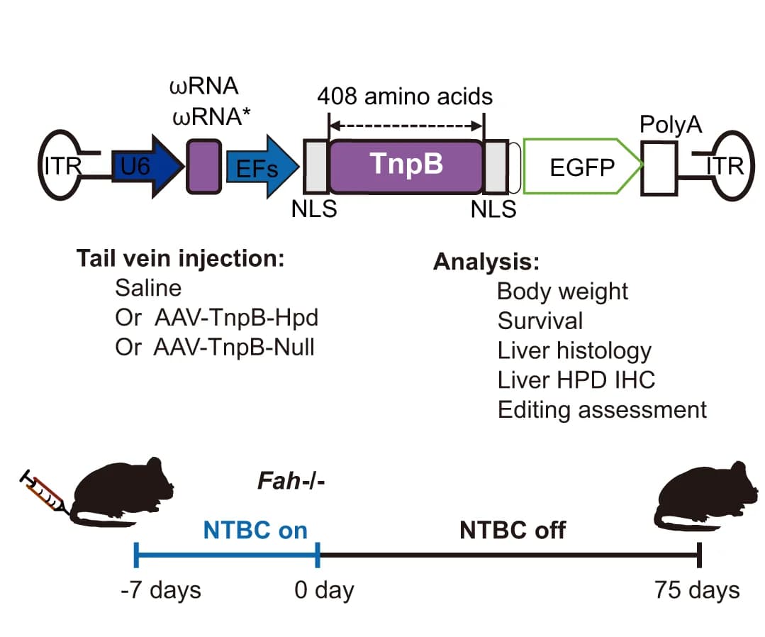 Open access visualization of Workflow, Illustration, AAV-TnpB-RNA/RNA* Vector, Gene Therapy, Fah -/- Mouse Model
