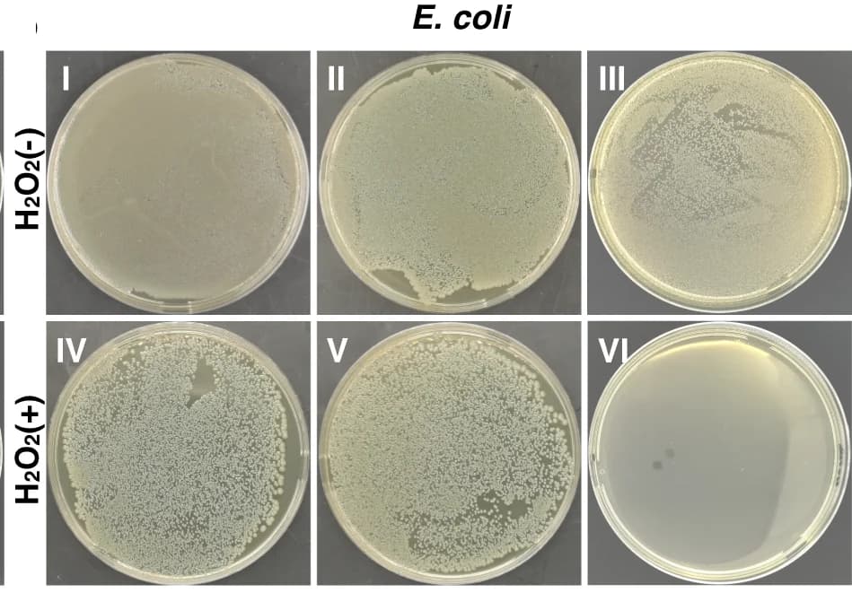 Open access visualization of Photo, Bacterial Colonies, E. Coli, Phosphate Buffered Saline, CeO2