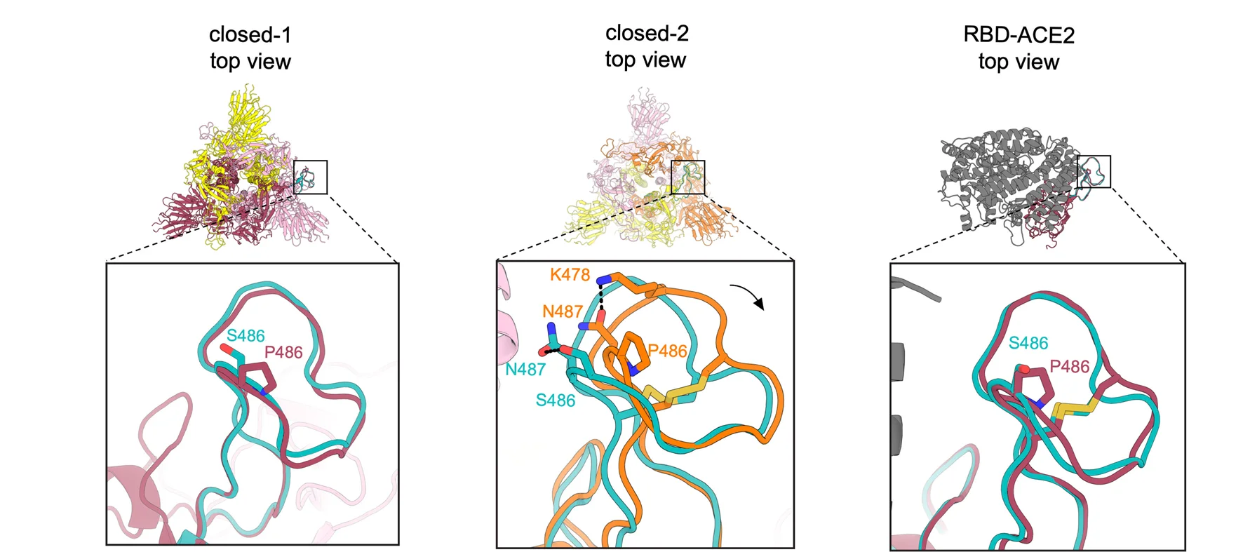 Open access visualization of Protein Structure, Chemical Structure, XBB.1.5 S Protein, Trimer, Closed-1 State