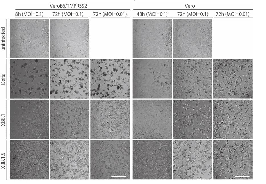 Open access visualization of Microscopy, CPE, Cells