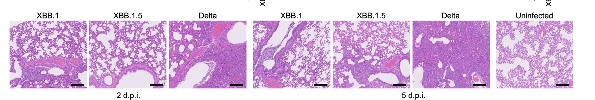 Open access visualization of Microscopy, H&E Staining, Lungs, Infected Hamsters, Uninfected Lung