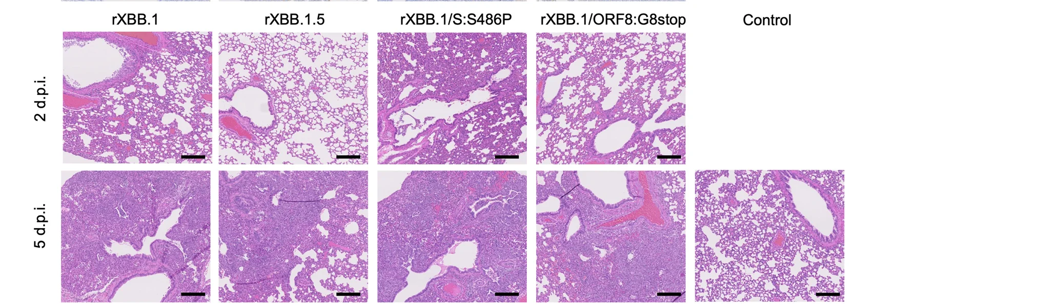 Open access visualization of Microscopy, H&E Staining, Lungs, Infected Hamsters, Viral N Staining