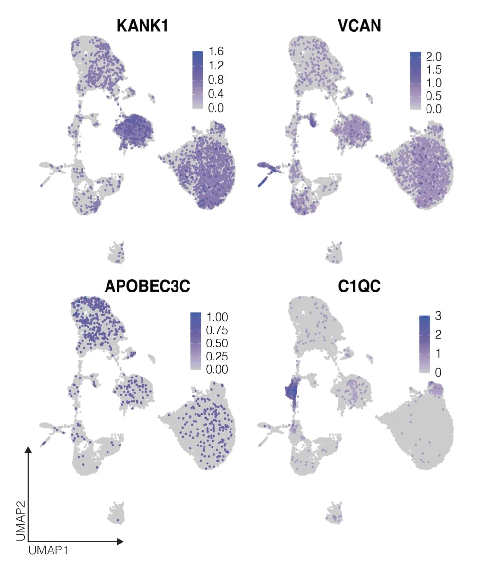Open access visualization of UMAP, Scatter Plot, Dot Plots, Feature Plots, Normalized Expression